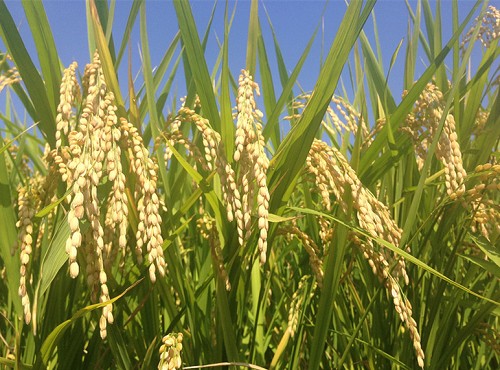 �r(n��ng)�I(y��)�Nֲ