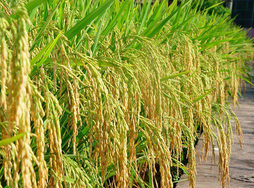 �r(n��ng)�I(y��)�Nֲ