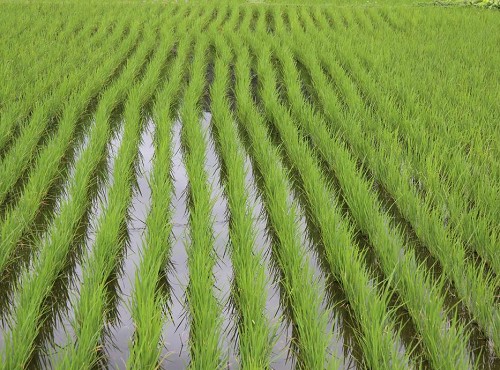 �r(n��ng)�I(y��)�Nֲ