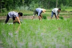 ���ɩ�����һ���r(n��ng)���r��ֻ�����ﵾ����